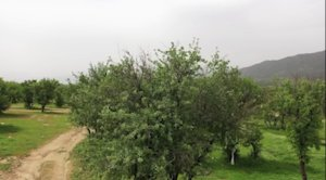 ذخیره آب دریاچه زریوار در بالاترین میزان خود/ مرتفع شدن چالش‌های زیست‌محیطی دریاچه زریوار 

