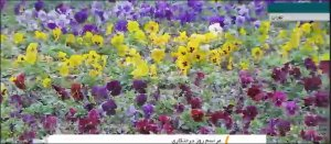 توسعه یافتگی بدون تخریب محیط زیست/ همه قشرها و ارگان‌ها باید به درختکاری توجه کنندز