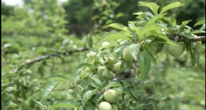 مهمه چه کسی انتخاب شود | بهره‌برداری از یک سد و ایجاد اشتغال برای 40هزار نفر؛ قیز‌قلعه‌سی به بهره‌برداری رسید