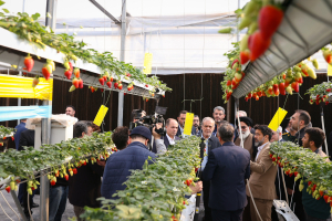 بازدید رئیس جمهور از گلخانه مکانیزه ورامین
