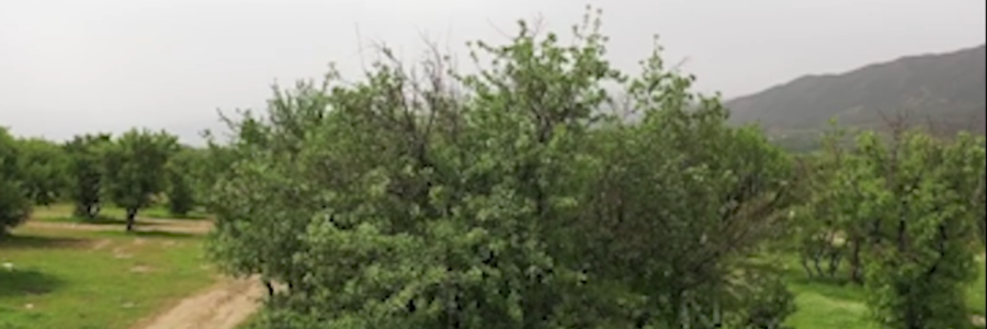 ذخیره آب دریاچه زریوار در بالاترین میزان خود/ مرتفع شدن چالش‌های زیست‌محیطی دریاچه زریوار 

